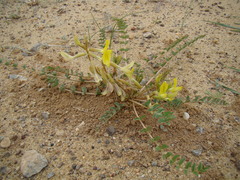 Astragalus flexus