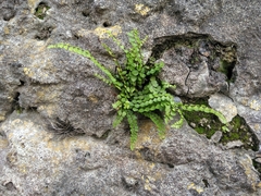 Asplenium trichomanes