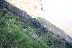 Leucospermum conocarpodendron conocarpodendron