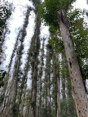 Eucalyptus robusta