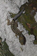 Cyrtodactylus zebraicus
