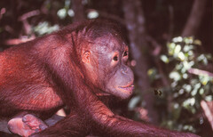 Pongo