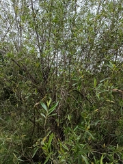 Nuxia oppositifolia