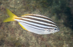 Atypichthys strigatus