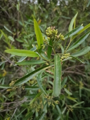 Nuxia oppositifolia