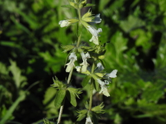 Stachys annua
