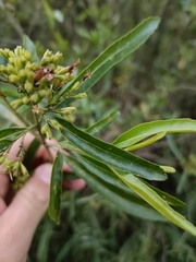 Nuxia oppositifolia