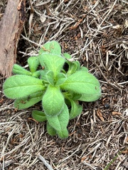 Cerastium glomeratum