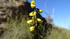 Sphaerolobium vimineum