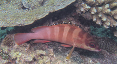 Epinephelus fasciatus
