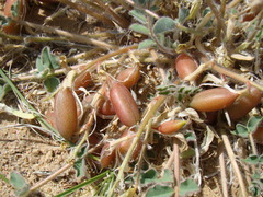 Astragalus flexus