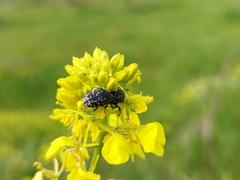 Oxythyrea noemi