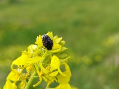 Oxythyrea noemi