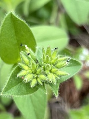 Cerastium glomeratum
