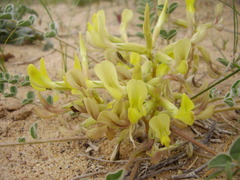 Astragalus flexus