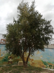 Olea europaea