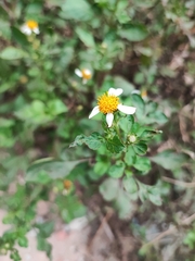 Bidens pilosa