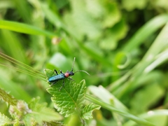 Cartallum ebulinum