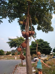 Couroupita guianensis