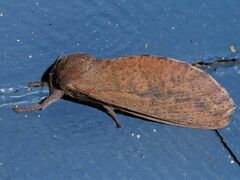 Elhamma australasiae