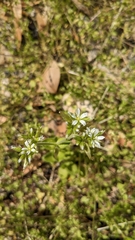Cerastium glomeratum