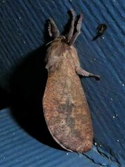 Elhamma australasiae