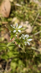 Cerastium glomeratum