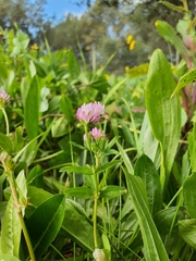 Trifolium strictum