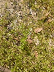 Cerastium glomeratum