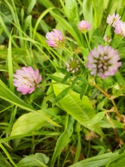 Trifolium strictum