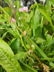 Trifolium strictum
