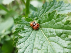 Harmonia axyridis