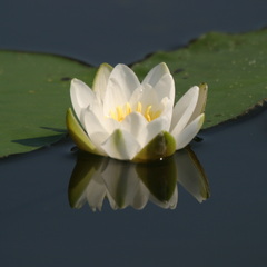 Nymphaea candida