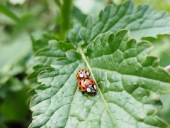 Harmonia axyridis