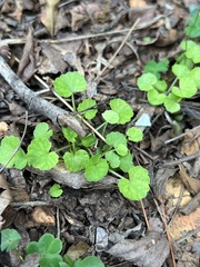 Centella asiatica