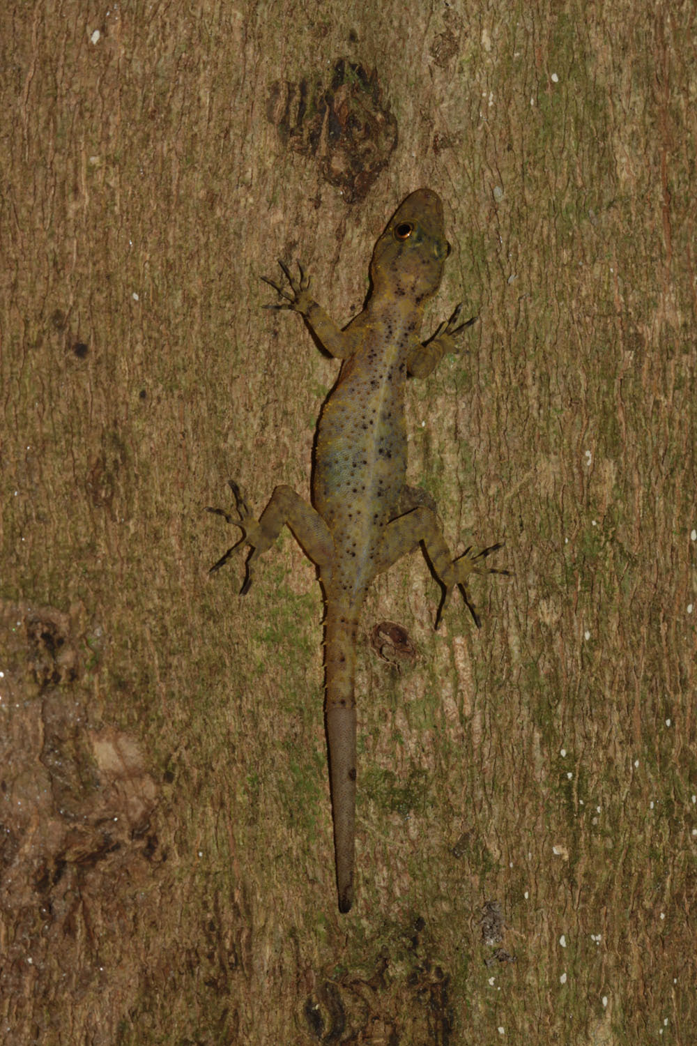 Kamolnorranath's Rock Gecko photo 4