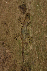 Cnemaspis kamolnorranathi