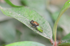 Oplodontha rubrithorax