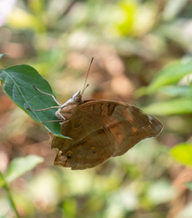 Doleschallia bisaltide