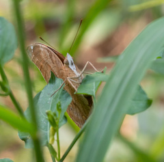 Doleschallia bisaltide