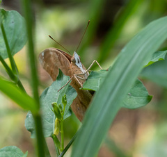 Doleschallia bisaltide