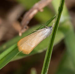 Scirpophaga