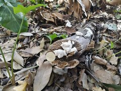 Schizophyllum commune