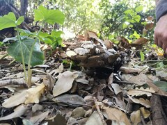 Schizophyllum commune