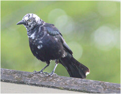 Quiscalus lugubris