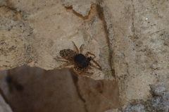 Icius kumariae