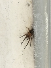 Filistata insidiatrix