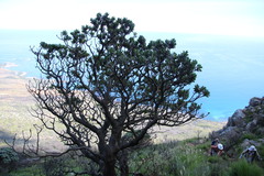 Leucospermum conocarpodendron conocarpodendron
