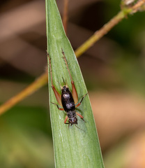 Trigonidium cicindeloides