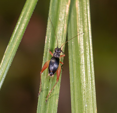 Trigonidium cicindeloides